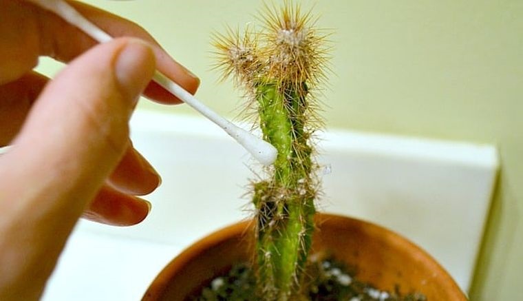 cómo cuidar un cactus de plagas