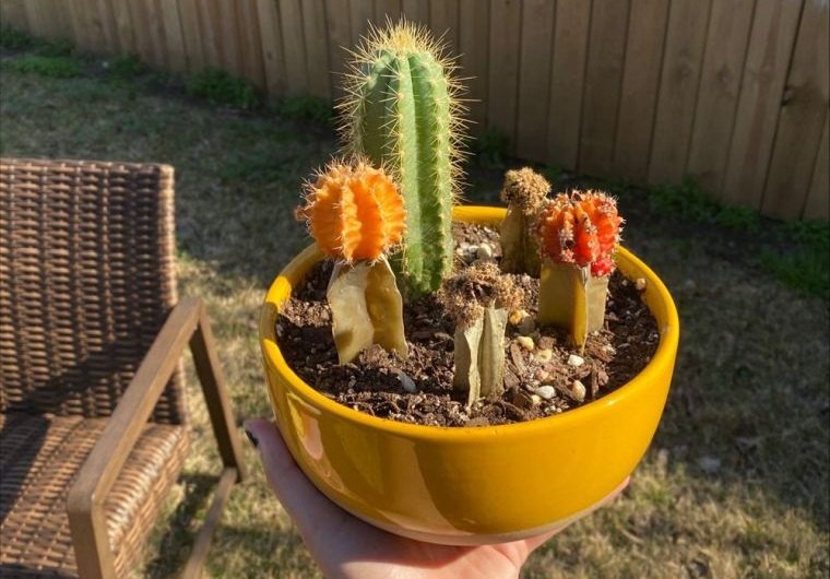 cómo cuidar un cactus en exterior