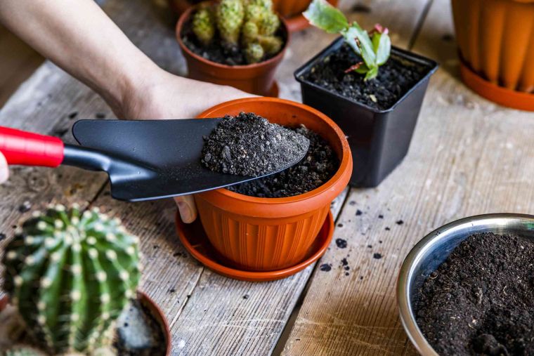cómo cuidar un cactus en maceta