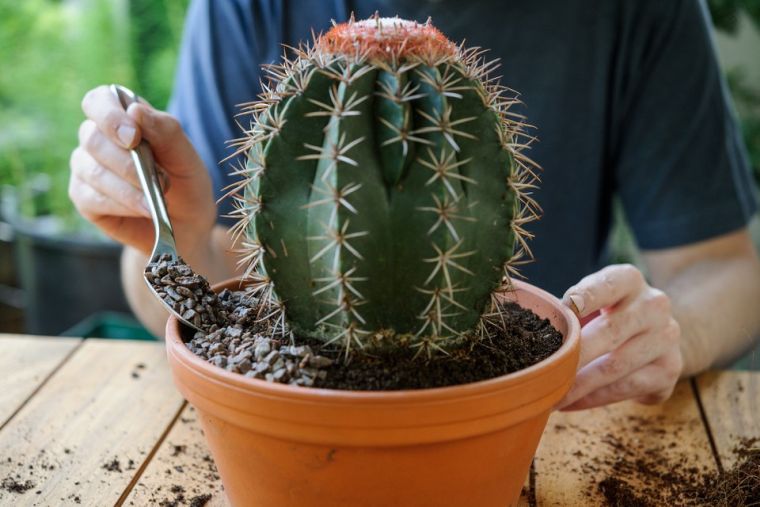 cómo cuidar un cactus mantenimiento
