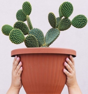 Cómo cuidar un cactus – Aprende los aspectos básicos para mantenerlos saludables