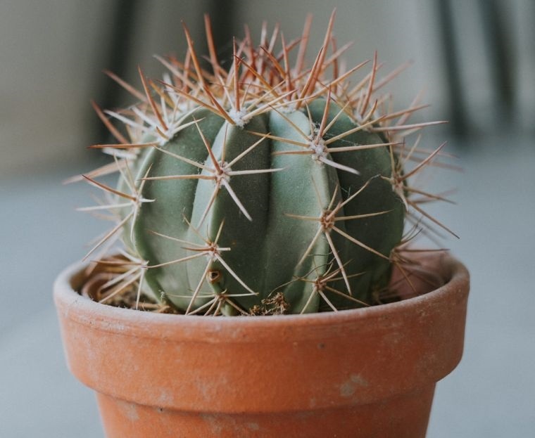 cómo cuidar un cactus pequeño