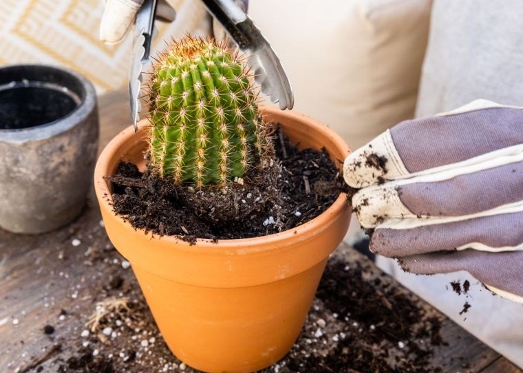 cómo cuidar un cactus suelo adecuado