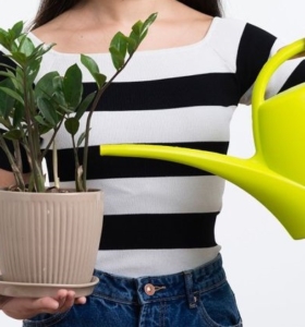 Cómo regar las plantas de manera adecuada dentro de tu hogar