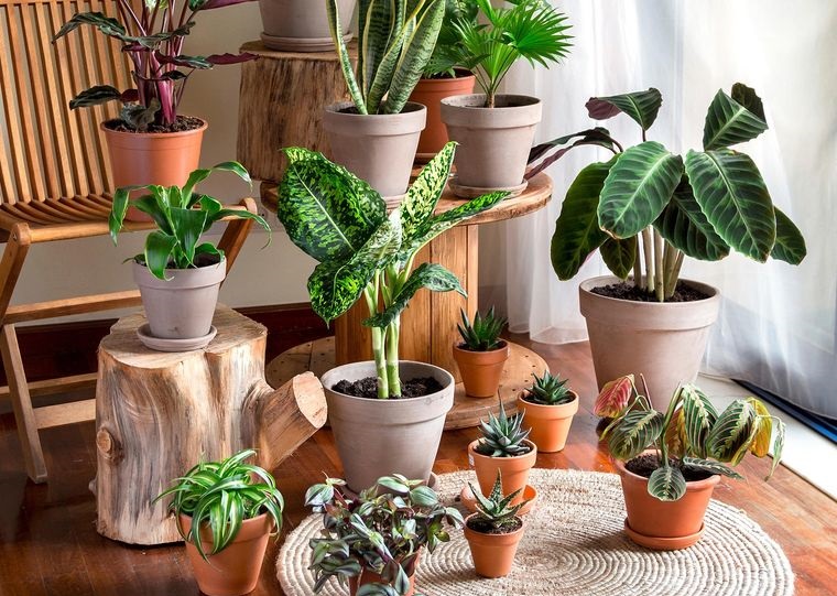 cómo regar las plantas cuidados adecuados