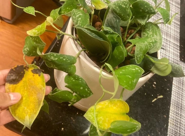 cómo regar las plantas evitar hojas amarillas
