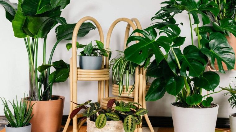 cómo regar las plantas mantenerlas vivas