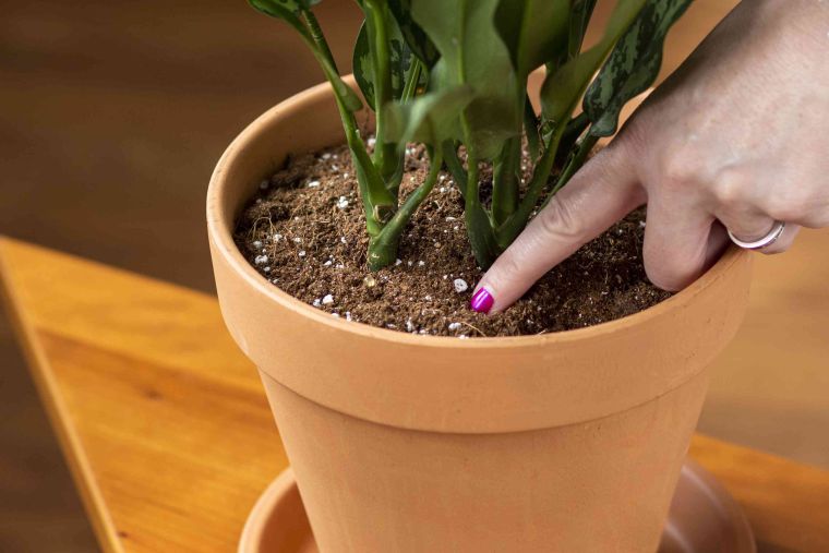 cómo regar las plantas sentir el suelo