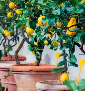 Limonero en maceta - ¿Cómo cultivar uno en casa o en el balcón?