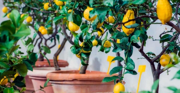 consejos-cultivo-limones-casa