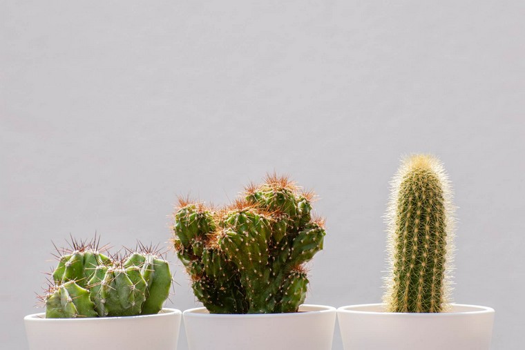 cultivar cactus en macetas-consejos-casa