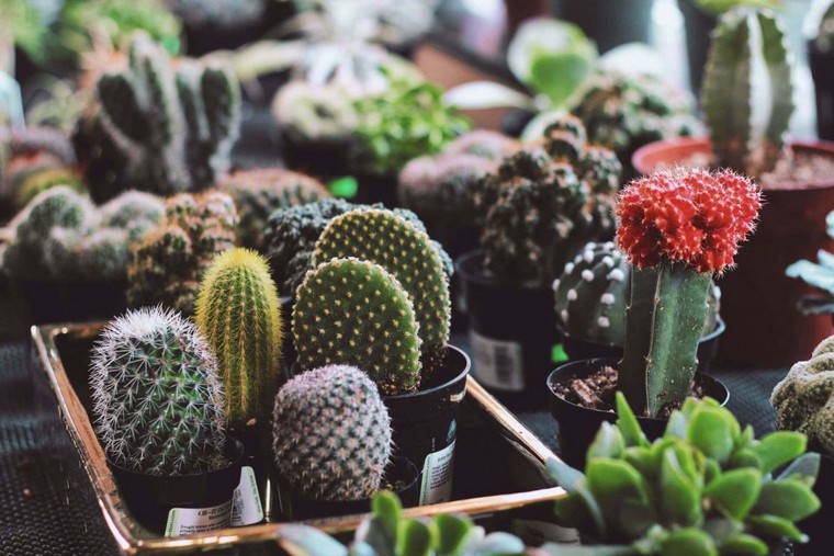cultivar-cactus-en-macetas-consejos-decorar