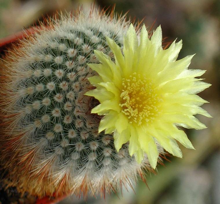 cultivar cactus en macetas-flor