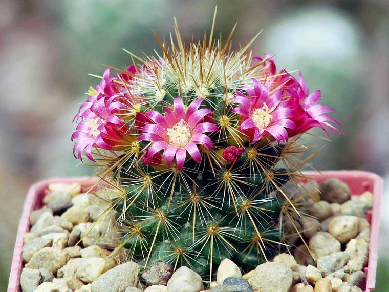 cultivar cactus en macetas ideas