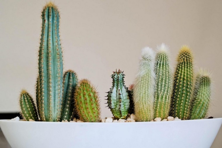 cultivar cactus en macetas-tipos