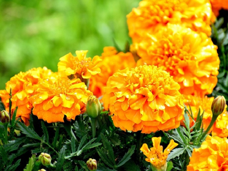flores-de-otono-consejos-clavel-de-moro