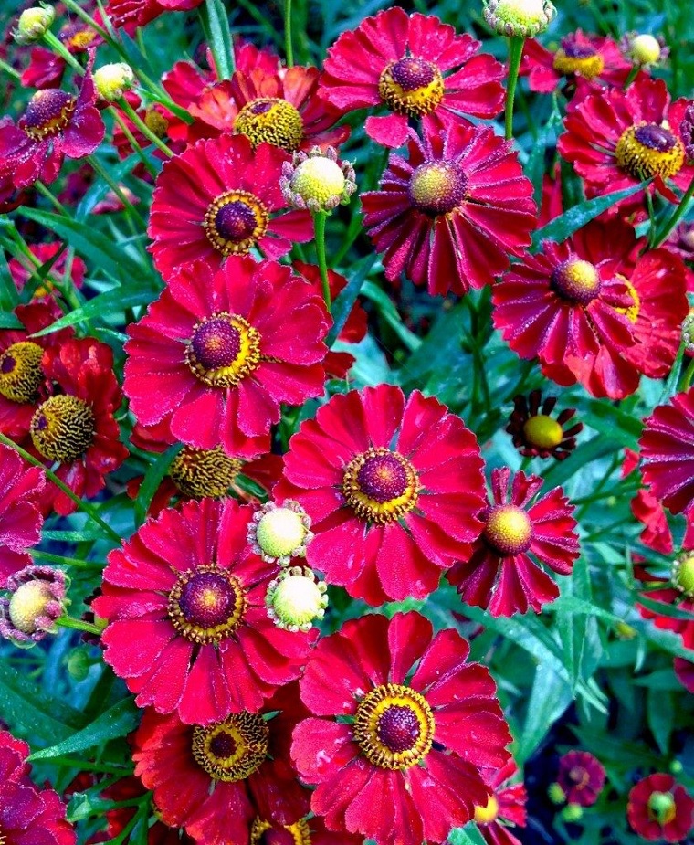 flores-de-otono-consejos-rojo