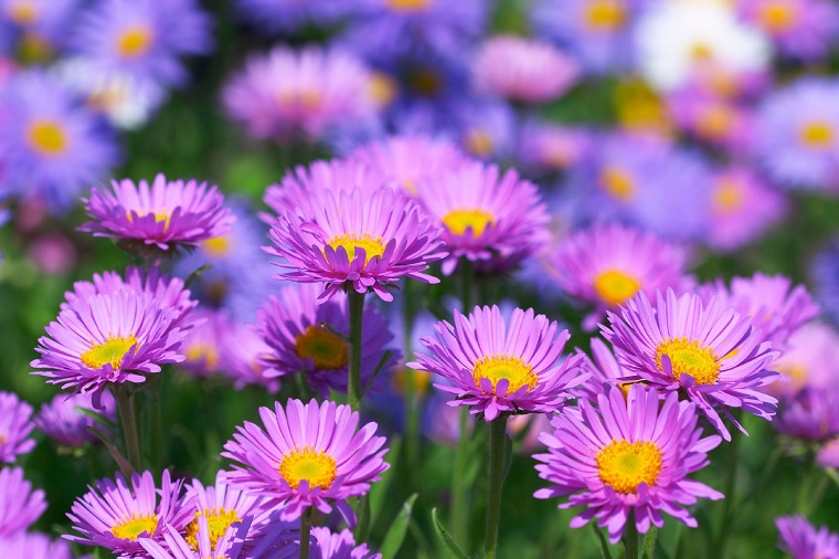 flores-de-otono-ideas-belleza