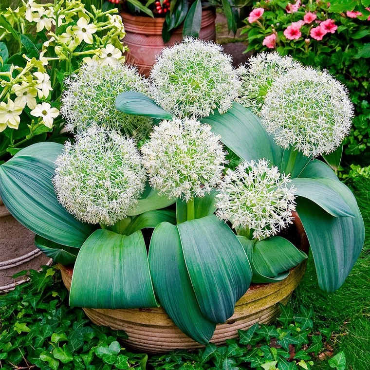 flores-de-otono-ideas-blancas