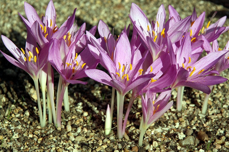 flores-de-otono-ideas-bulbos