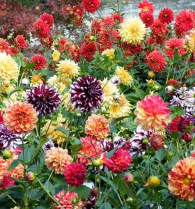 Flores de otoño - 13 ideas que van a convertir tu jardín en un paraíso