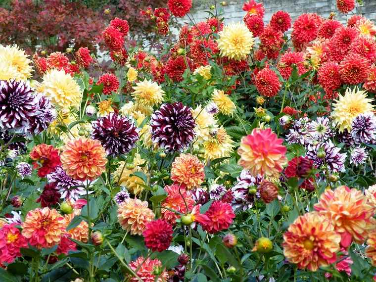 flores-de-otono-ideas-jardin