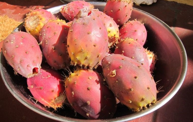 fruta de cactus ayuda con peso saludable