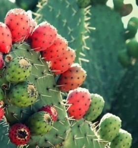 Fruta de cactus – Descubre los beneficios de esta fruta para la salud
