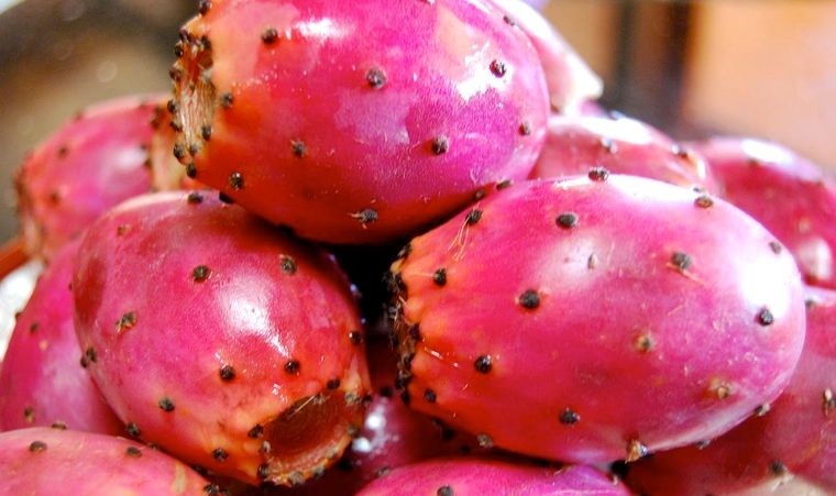 fruta de cactus previene envejecimiento prematuro