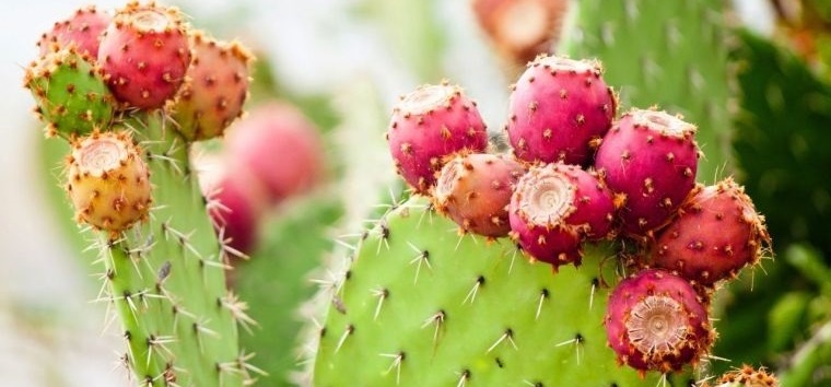 fruta de cactus usos beneficios