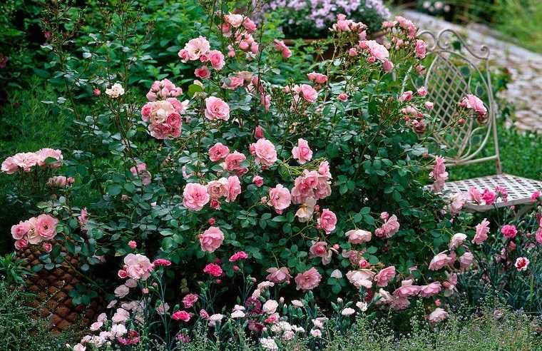 ideas para jardines pequeños plantas rosas