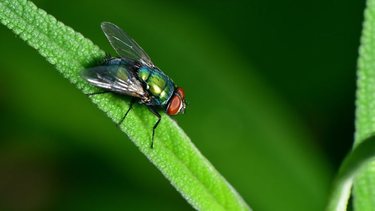 insectos voladores evitar las moscas en jardin