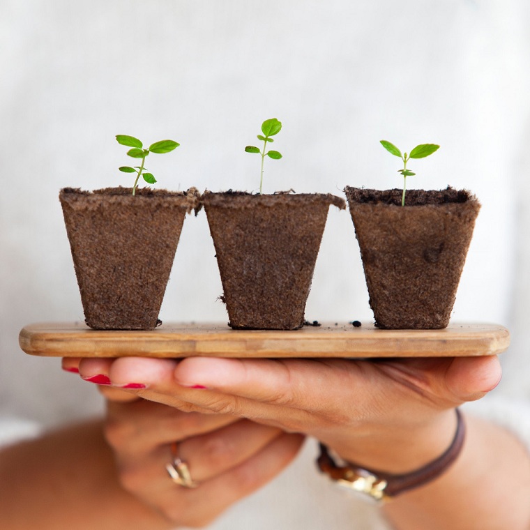 posos-de-cafe-maneras-utilizar-fertilizante-plantas