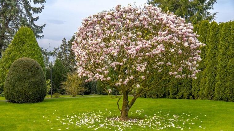 árboles para jardín magnolias