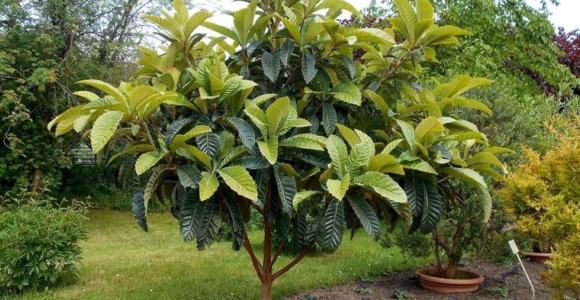 árboles para jardín pequeño