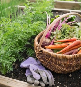 Huerto ecológico en casa – Descubre los beneficios de la jardinería orgánica y cómo iniciarla