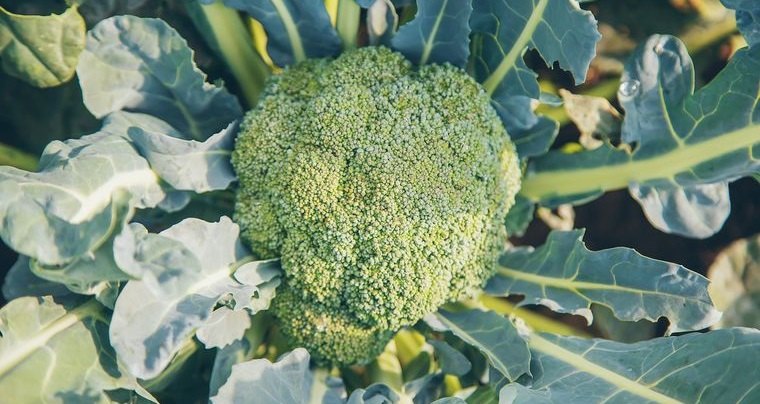huerto ecológico en casa cultivar brocoli