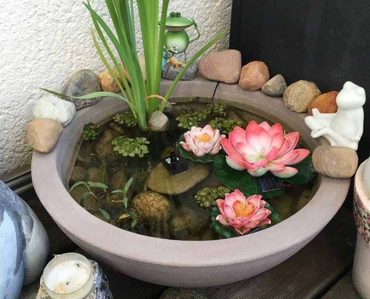 jardín acuático en recipiente pequeño