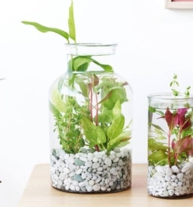 Jardín acuático – Cómo crear uno en el interior de tu hogar