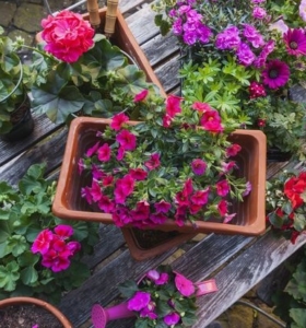 Plantas de verano para agregar color y alegría a tu espacio al aire libre
