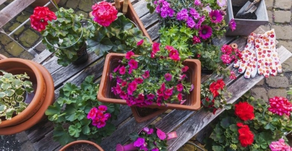 plantas de verano alegre jardin