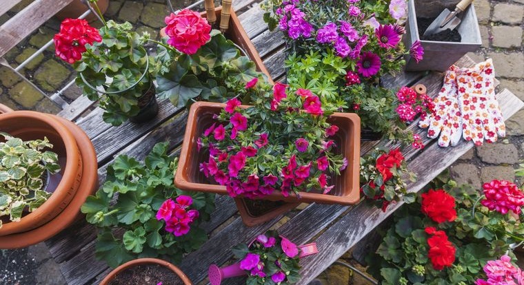 plantas de verano alegre jardin