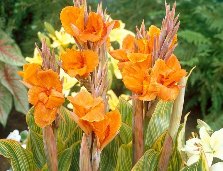 plantas de verano canna lily