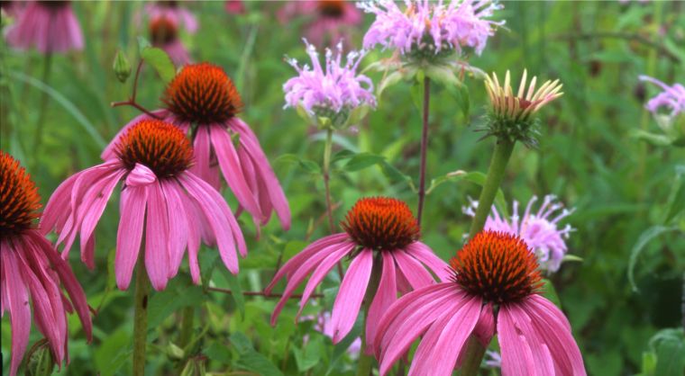 plantas de verano coneflower