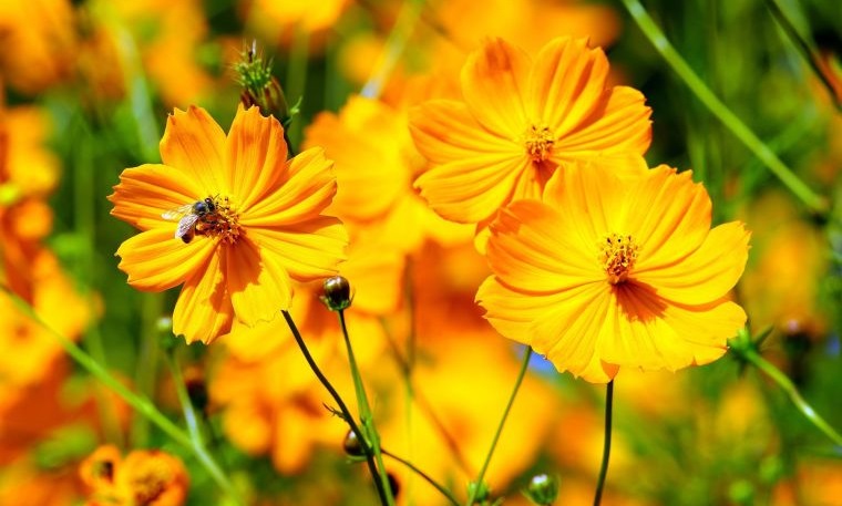 plantas de verano cosmos