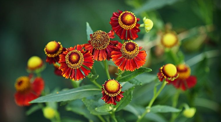 plantas de verano estornudo