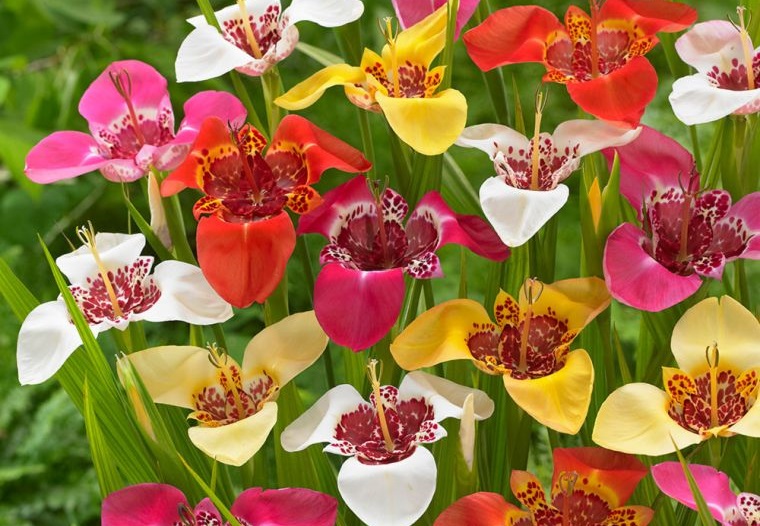 plantas de verano flor de tigre