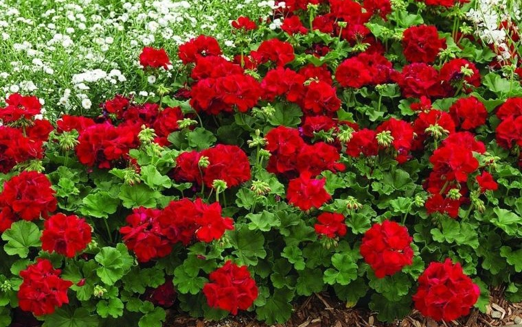 plantas de verano geranio