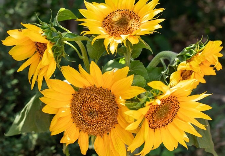 plantas de verano girasol