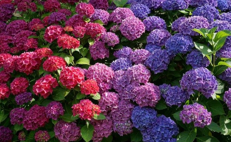 plantas de verano hortensia